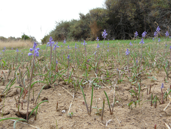 Muscari parviflorum / Muscari a fiori piccoli